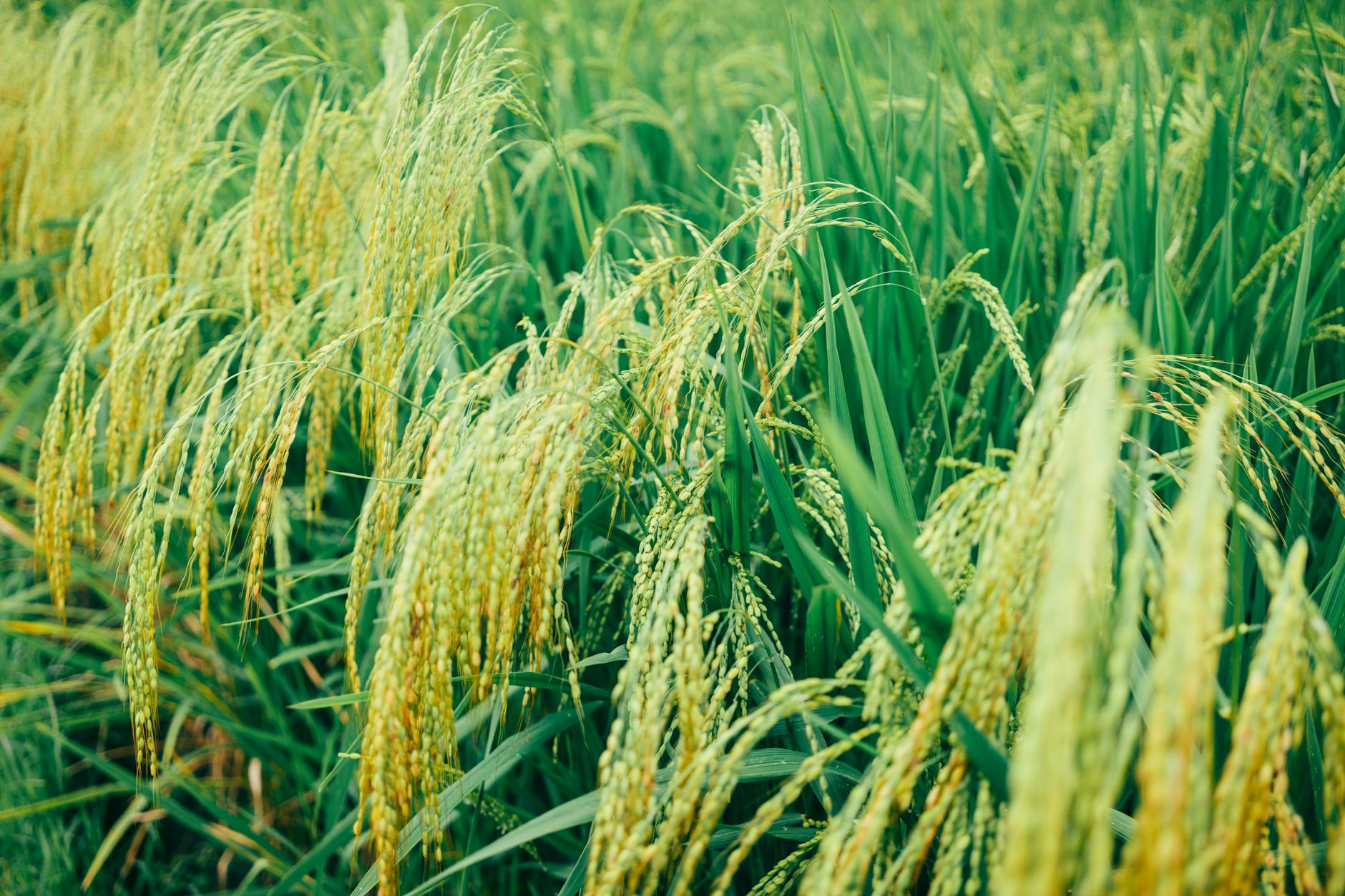 தமிழக விவசாயிகளுக்கு நெல் கொள்முதல் விலை உயர்வு அறிவிப்பு - ரூ.2,500 குவிண்டால்