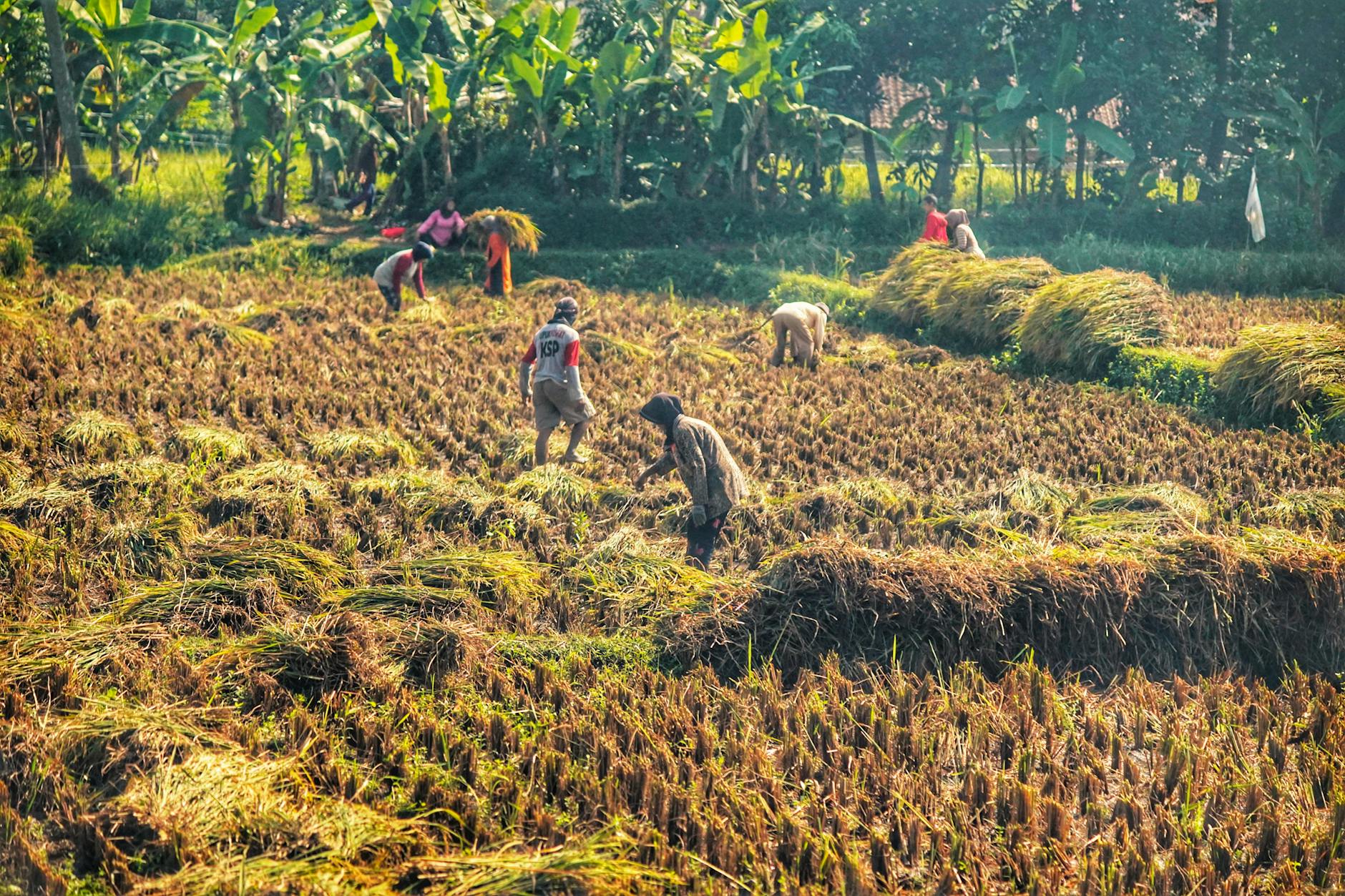 தமிழ்நாடு விவசாயிகளுக்கு நெல் கொள்முதல் விலை ரூ.2,320 அறிவிப்பு