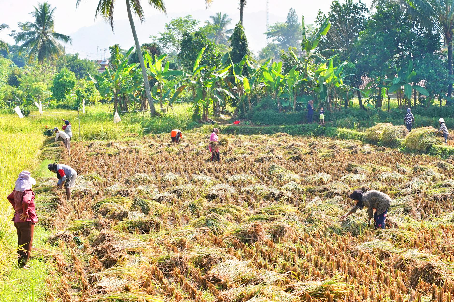 தமிழக விவசாயிகளுக்கு நெல் கொள்முதல் விலை கிலோ ரூ.2,300 அறிவிப்பு