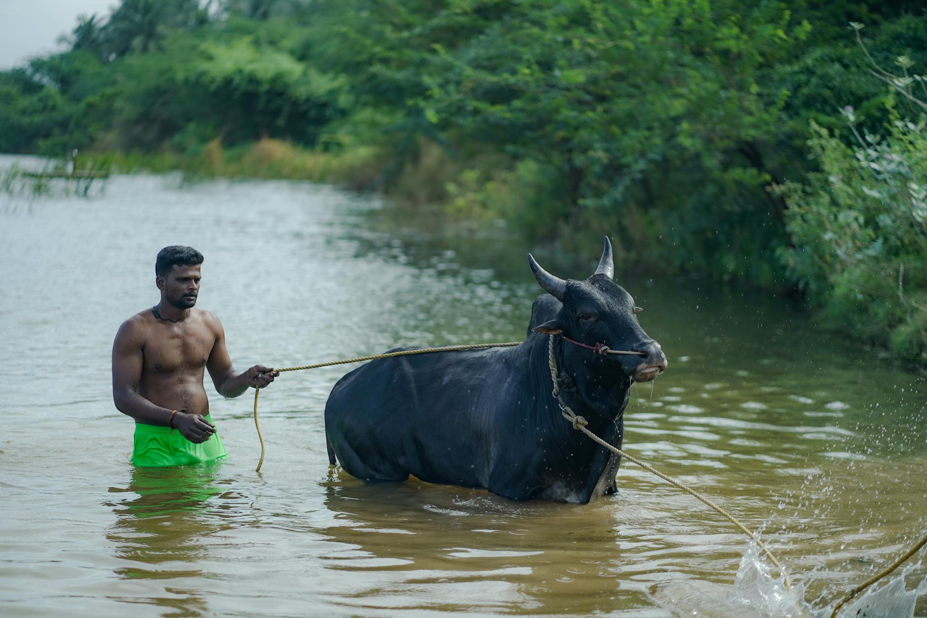 பொங்கல் பண்டிகையை முன்னிட்டு எருதாட்ட விழா கொண்டாட்டம்