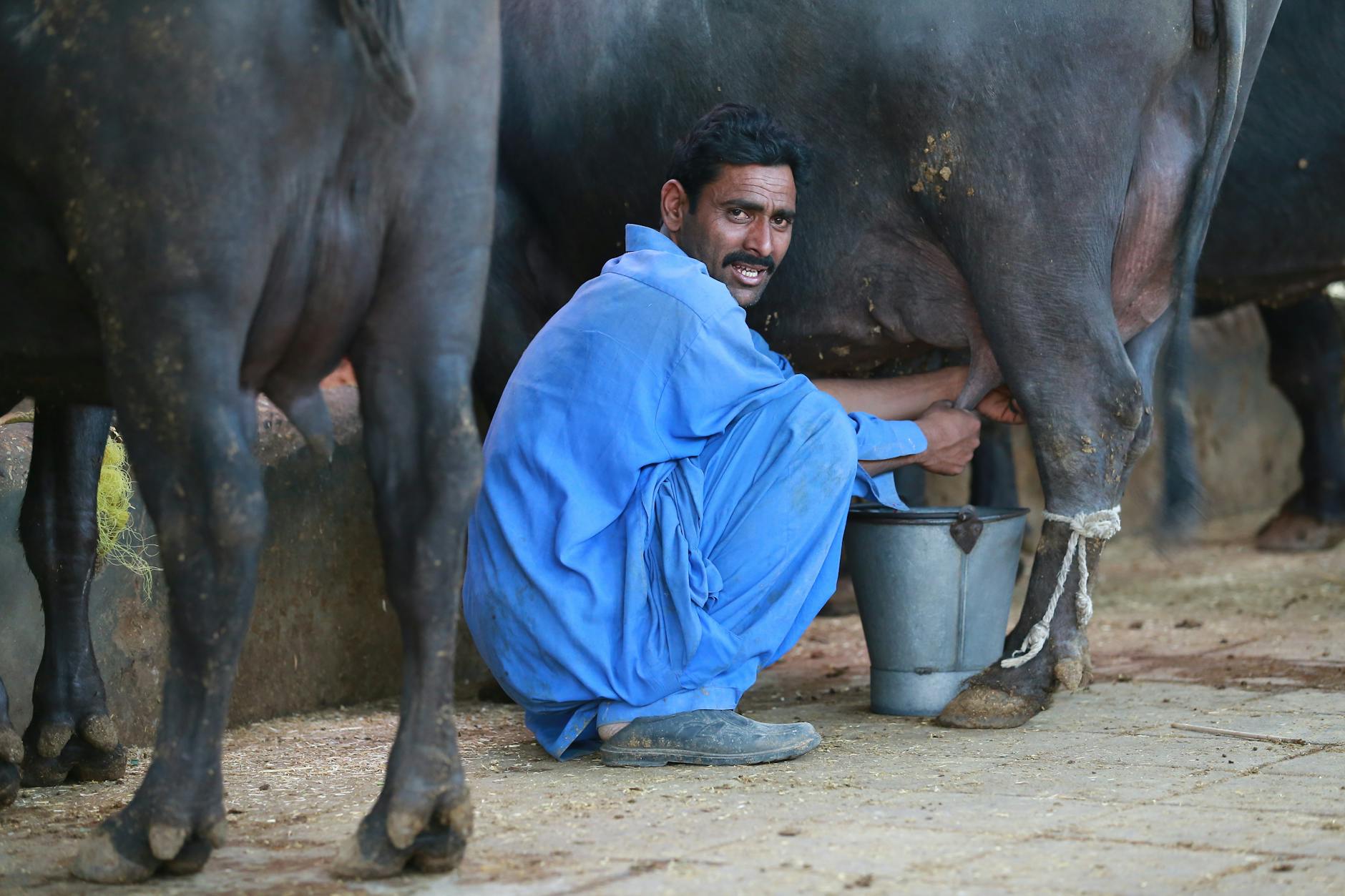 பால் கொள்முதல் விலை உயர்த்தக் கோரி பால் உற்பத்தியாளர்கள் தர்ணா